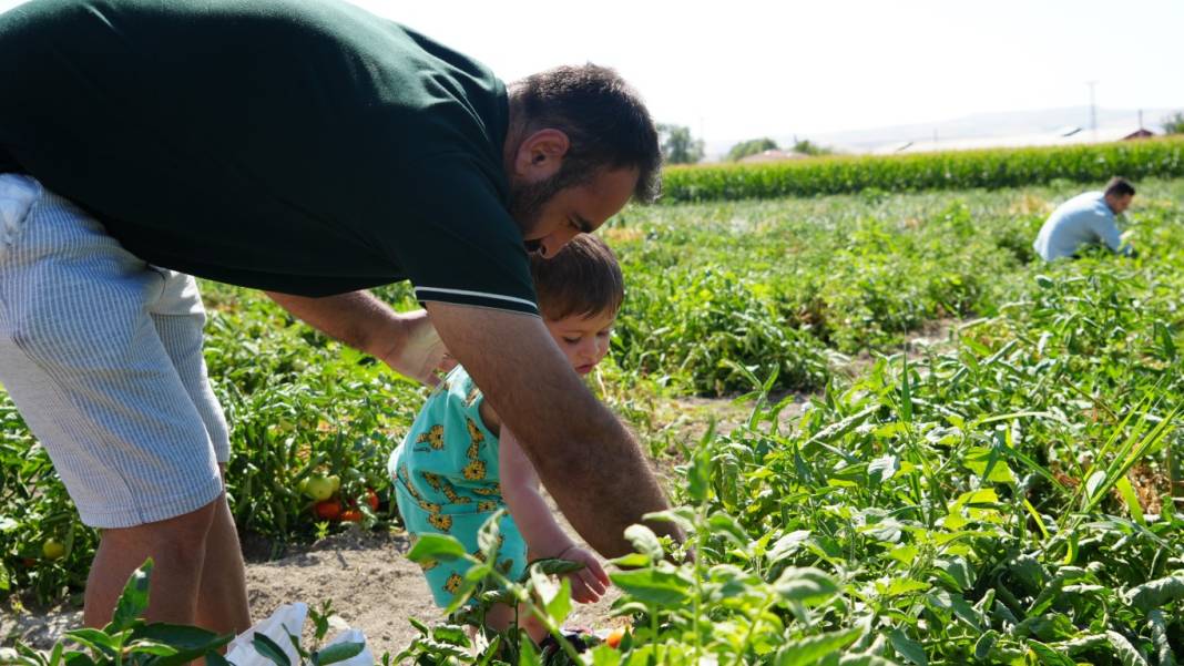 Kış hazırlıklarının olmazsa olmazı! Bu domateste hasat farklı oluyor: Herkes kendi topluyor 4